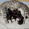 Kitten &raquo; B-Wurf