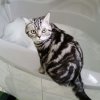 baxter13