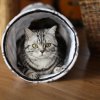 Kitten &raquo; B-Wurf &raquo; B-Wurf zuhause &raquo; Baxter