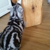 Kitten &raquo; B-Wurf &raquo; B-Wurf zuhause &raquo; Baxter