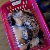 Kitten &raquo; B-Wurf &raquo; B-Wurf zuhause &raquo; Baxter