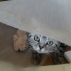 Kitten &raquo; B-Wurf &raquo; B-Wurf zuhause &raquo; Baxter