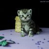 Kitten &raquo; B-Wurf &raquo; Buddy