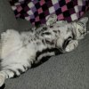 Kitten &raquo; B-Wurf &raquo; B-Wurf zuhause &raquo; Bella