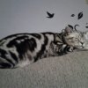 Kitten &raquo; B-Wurf &raquo; B-Wurf zuhause &raquo; Bella