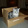 Kitten &raquo; B-Wurf &raquo; B-Wurf zuhause &raquo; Bella