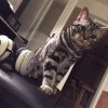 Kitten &raquo; B-Wurf &raquo; B-Wurf zuhause &raquo; Benny
