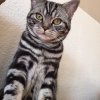 Kitten &raquo; B-Wurf &raquo; B-Wurf zuhause &raquo; Benny