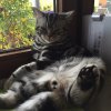Kitten &raquo; B-Wurf &raquo; B-Wurf zuhause &raquo; Benny