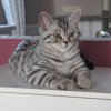 Kitten &raquo; B-Wurf &raquo; B-Wurf zuhause &raquo; Berlioz