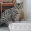berlioz15