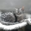 berlioz16