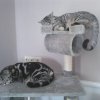 Kitten &raquo; B-Wurf &raquo; B-Wurf zuhause &raquo; Berlioz