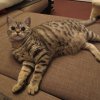 Kitten &raquo; B-Wurf &raquo; B-Wurf zuhause &raquo; Berlioz