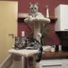 Kitten &raquo; B-Wurf &raquo; B-Wurf zuhause &raquo; Berlioz