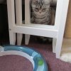 Kitten &raquo; B-Wurf &raquo; B-Wurf zuhause &raquo; Berlioz