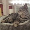 Kitten &raquo; B-Wurf &raquo; B-Wurf zuhause &raquo; Berlioz