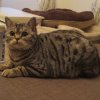 Kitten &raquo; B-Wurf &raquo; B-Wurf zuhause &raquo; Berlioz
