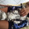 Kitten &raquo; B-Wurf &raquo; B-Wurf zuhause &raquo; Bijou