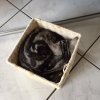 Kitten &raquo; B-Wurf &raquo; B-Wurf zuhause &raquo; Bijou