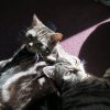 Kitten &raquo; B-Wurf &raquo; B-Wurf zuhause &raquo; Bisou