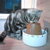 Kitten &raquo; B-Wurf &raquo; B-Wurf zuhause &raquo; Bisou