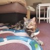 Kitten &raquo; B-Wurf &raquo; B-Wurf zuhause &raquo; Bisou