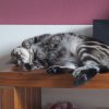 Kitten &raquo; B-Wurf &raquo; B-Wurf zuhause &raquo; Bisou