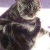 Kitten &raquo; B-Wurf &raquo; B-Wurf zuhause &raquo; Bisou