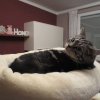 Kitten &raquo; B-Wurf &raquo; B-Wurf zuhause &raquo; Bisou