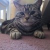 Kitten &raquo; B-Wurf &raquo; B-Wurf zuhause &raquo; Bisou