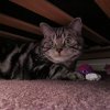 Kitten &raquo; B-Wurf &raquo; B-Wurf zuhause &raquo; Bisou