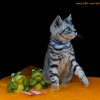 Kitten &raquo; B-Wurf &raquo; Bourbon