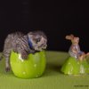 Kitten &raquo; B-Wurf &raquo; Bourbon