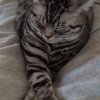 Kitten &raquo; B-Wurf &raquo; B-Wurf zuhause &raquo; Bourbon