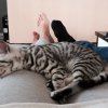 Kitten &raquo; B-Wurf &raquo; B-Wurf zuhause &raquo; Bourbon