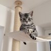 Kitten &raquo; B-Wurf &raquo; B-Wurf zuhause &raquo; Bourbon
