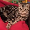 Kitten &raquo; B-Wurf &raquo; B-Wurf zuhause &raquo; Buddy