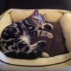 Kitten &raquo; B-Wurf &raquo; B-Wurf zuhause &raquo; Buddy