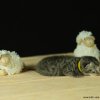 Kitten &raquo; B-Wurf &raquo; Berlioz