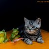 Kitten &raquo; B-Wurf &raquo; Bisou