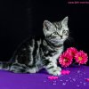 Kitten &raquo; B-Wurf &raquo; Bisou