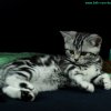 lila11w