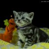 Kitten &raquo; B-Wurf &raquo; Bijou