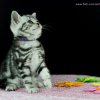 Kitten &raquo; B-Wurf &raquo; Bijou