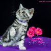 lila9w