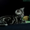 Kitten &raquo; B-Wurf &raquo; Baxter