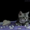 Kitten &raquo; B-Wurf &raquo; Baxter