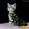 orange7w