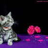 Kitten &raquo; B-Wurf &raquo; Baxter